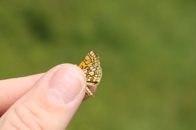 Carterocephalus palaemon - kockás busalepke