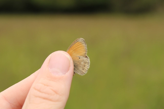 Coenonympha glycerion - közönséges szénalepke