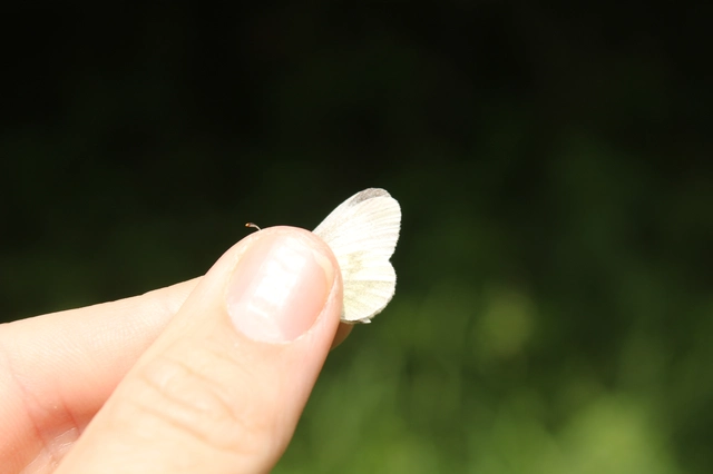 Leptidea sinapis - mustárlepke