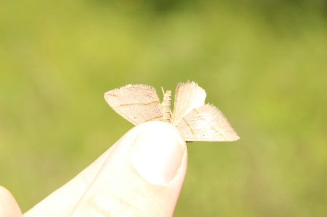 Scotopteryx mucronata/luridata/ignorata