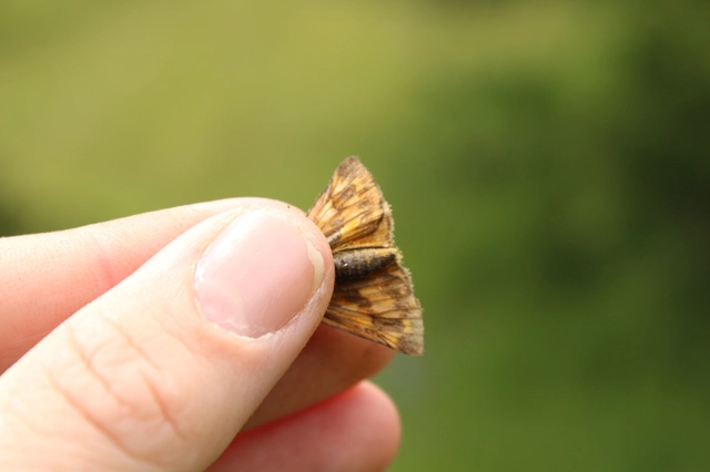 Ochlodes sylvanus - erdei busalepke