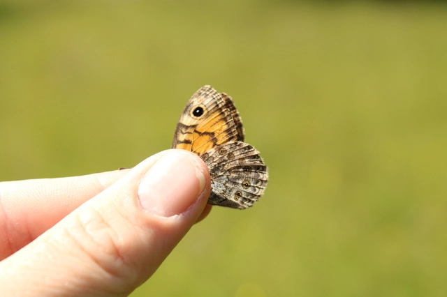 Lasiommata megera - vörös szemeslepke