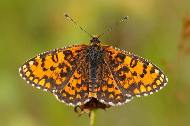 Melitaea trivia - kis tarkalepke