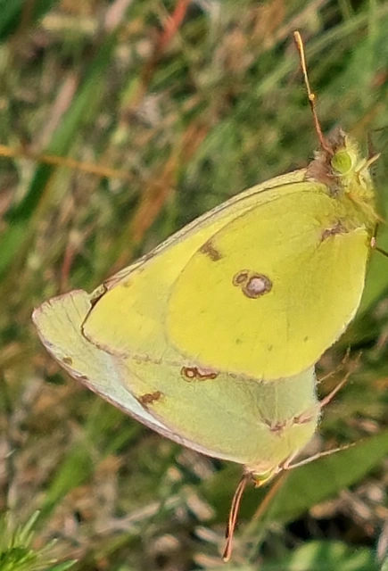 Colias hyale - kéneslepke