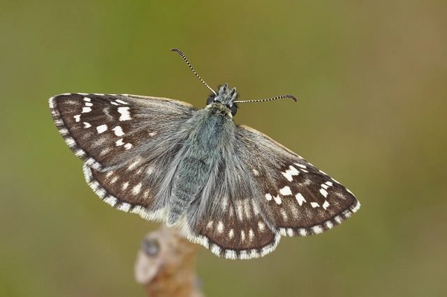 Pyrgus carthami - nagy busalepke