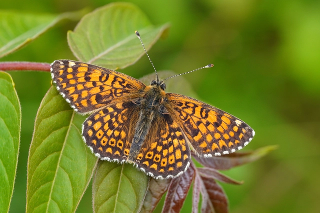 Melitaea cinxia - réti tarkalepke