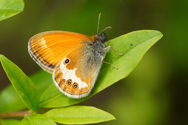Coenonympha arcania - fehéröves szénalepke