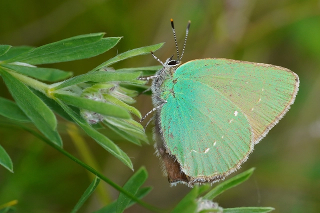 Callophrys rubi - zöldfonákú lepke