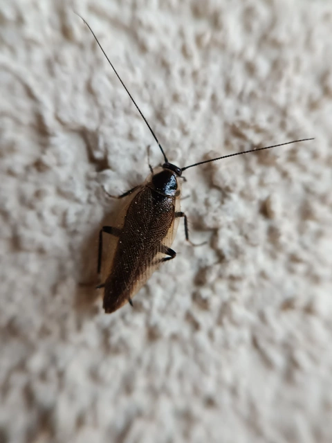 Blattodea - Csótányok