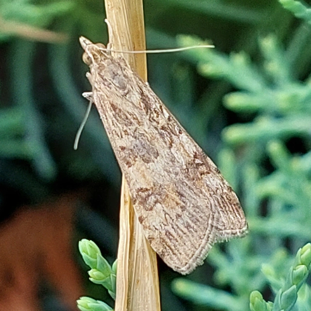 Nomophila noctuella - közönséges vándormoly