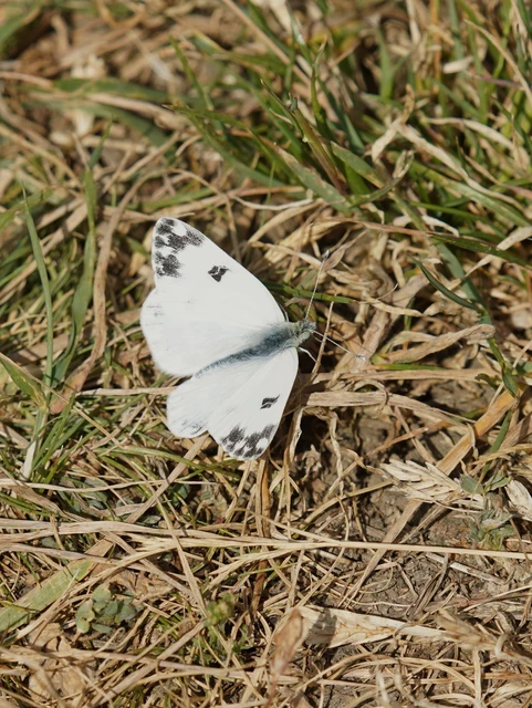 Pontia edusa - rezedalepke