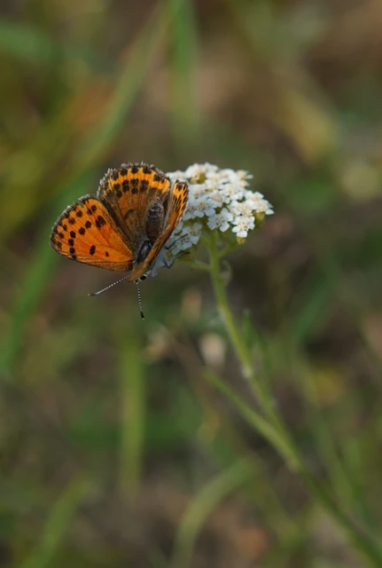 Lycaena thersamon - kis tűzlepke