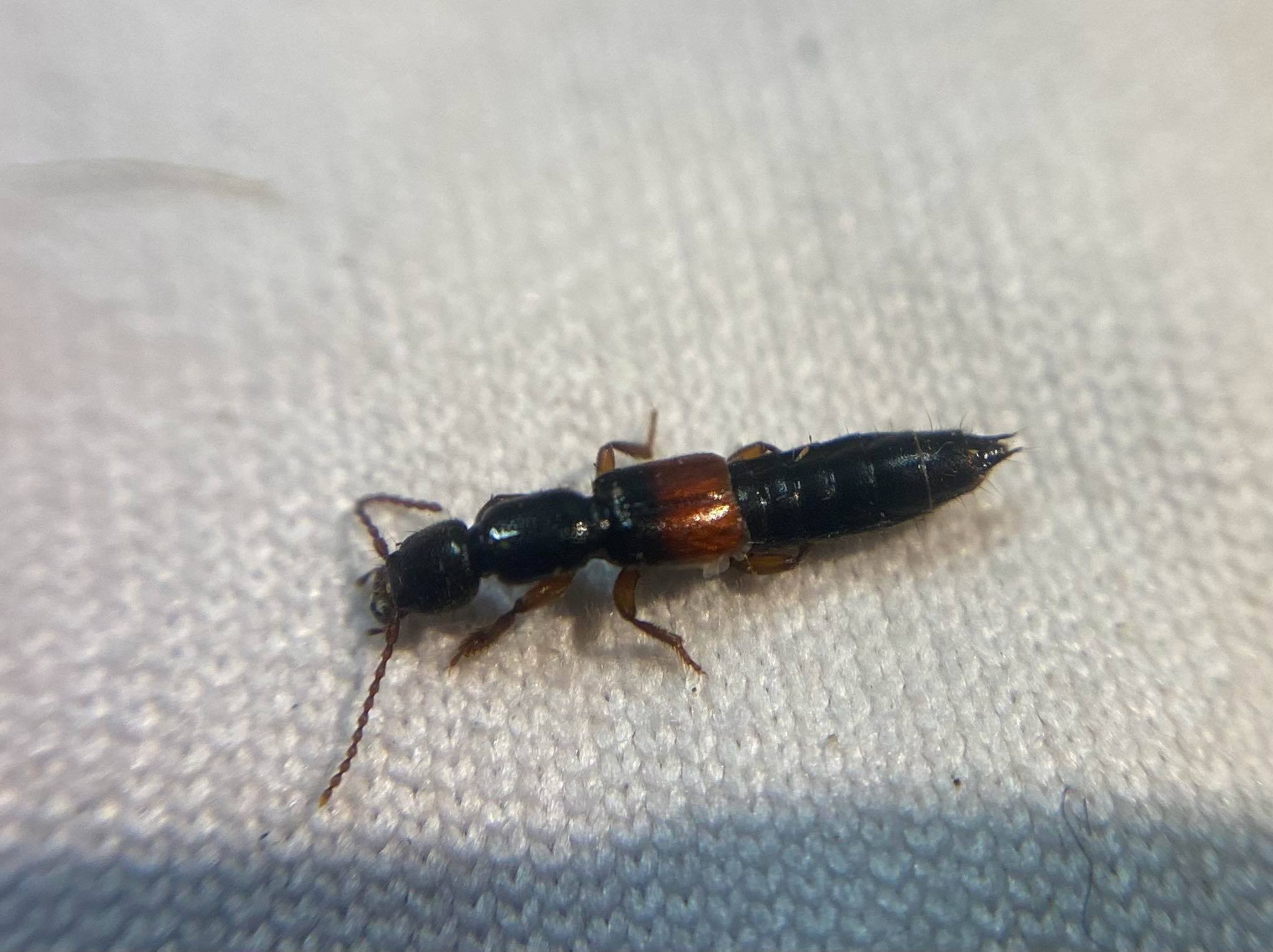Lathrobium geminum