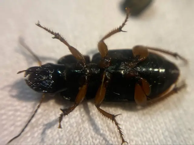 Harpalus cupreus fastuosus - rezes lomhafutó