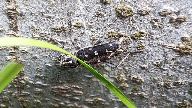 Xylotrechus rusticus - egérszínű darázscincér