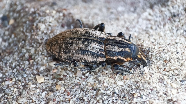 Pseudocleonus cinereus - hamvas barkó