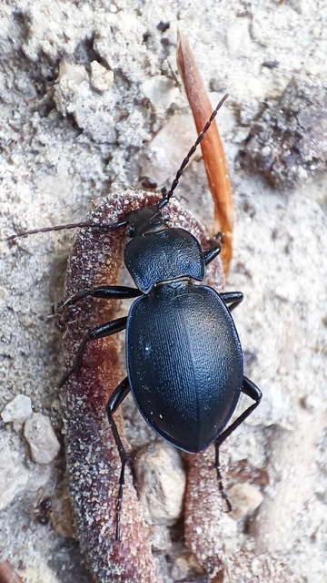 Carabus convexus - selymes futrinka