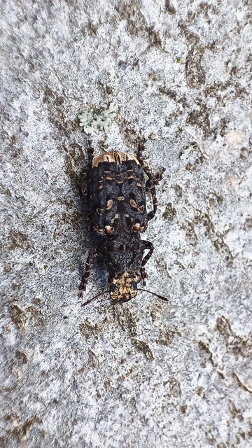 Platyrhinus resinosus - nagy orrosbogár