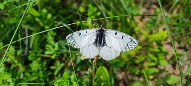 Parnassius mnemosyne - kis apollólepke