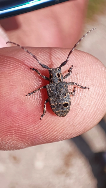 Mesosa curculionoides - szemfoltos cincér Mesosa curculionoides - szemfoltos cincér