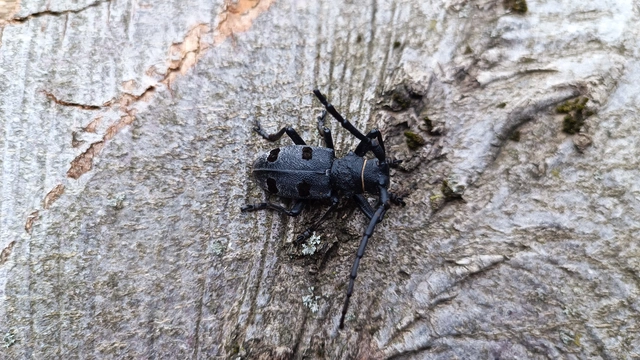 Morimus asper funereus - gyászcincér