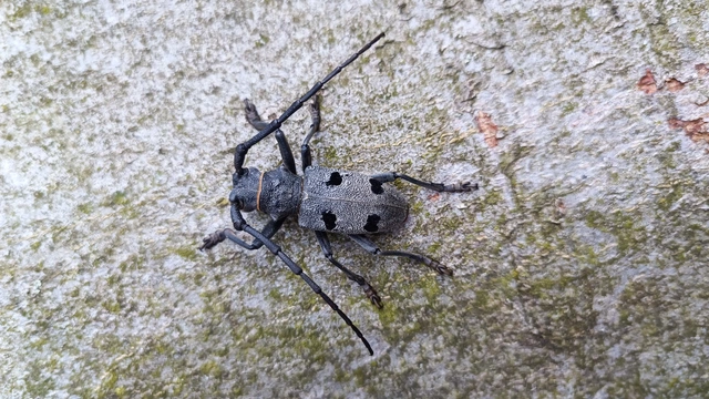 Morimus asper funereus - gyászcincér