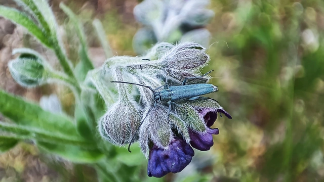 Phytoecia coerulescens - kígyósziszcincér