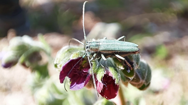 Phytoecia coerulescens - kígyósziszcincér
