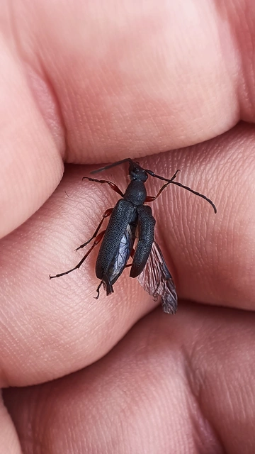 Anoplodera rufipes - vöröslábú virágcincér