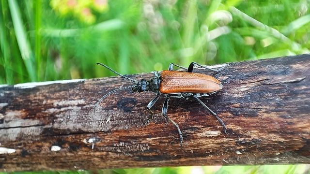 Stenocorus quercus - tölgy-gyökércincér