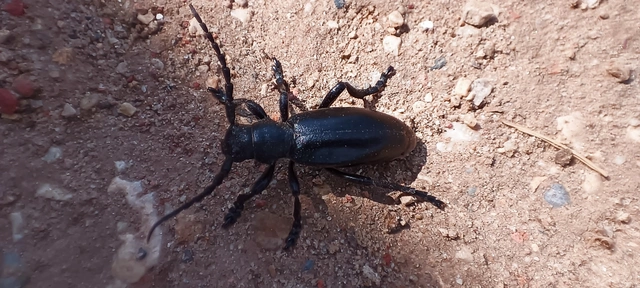 Dorcadion aethiops - fekete gyalogcincér