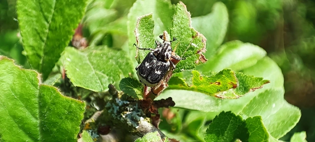 Valgus hemipterus - suta virágbogár