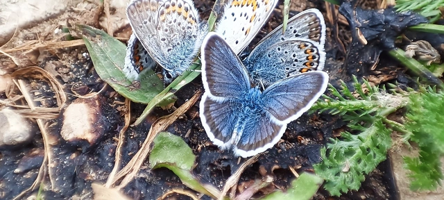 Plebejus argus - ezüstös boglárka