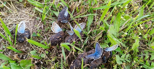 Plebejus argus - ezüstös boglárka