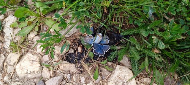 Plebejus argus - ezüstös boglárka