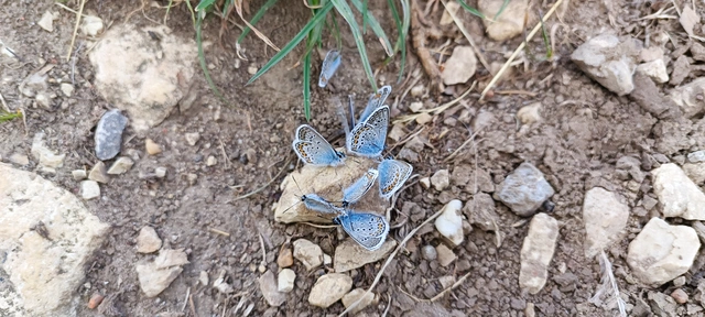 Plebejus argus - ezüstös boglárka