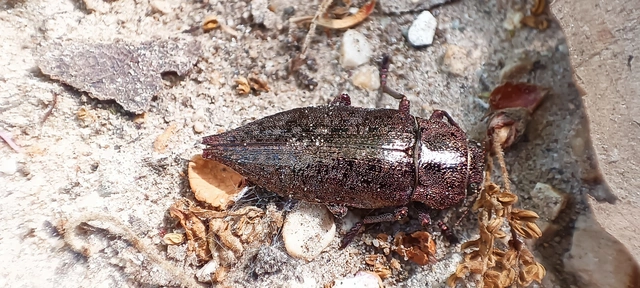 Dicerca berolinensis - bükkfa-díszbogár