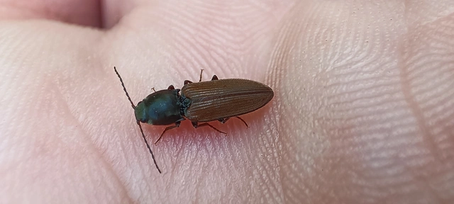 Dicronychus cinereus - szürke szívespattanó