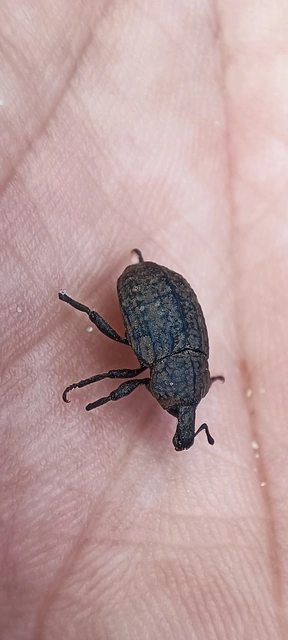 Minyops variolosus - nyugati bordásormányos