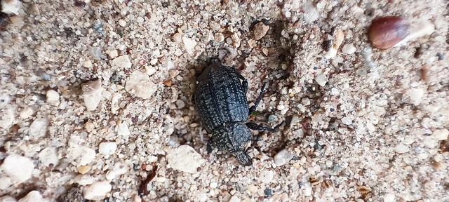Minyops variolosus - nyugati bordásormányos