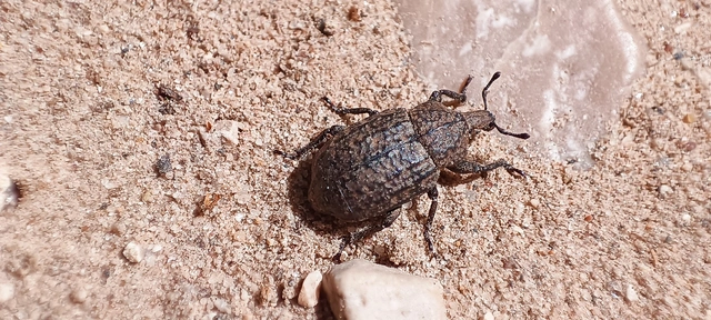 Minyops variolosus - nyugati bordásormányos