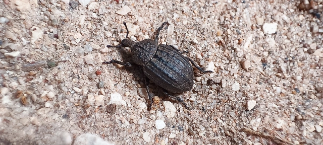 Minyops variolosus - nyugati bordásormányos