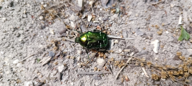 Cetonia aurata - aranyos virágbogár
