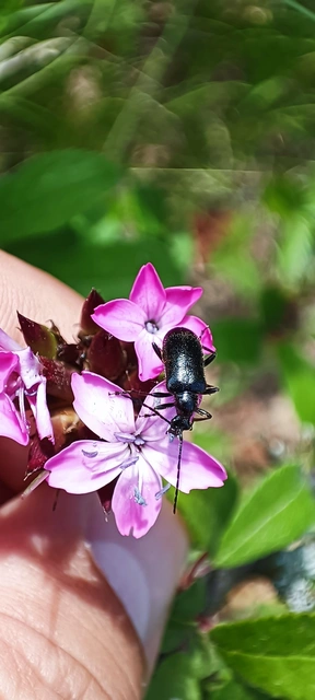 Dinoptera collaris - vörösnyakú virágcincér