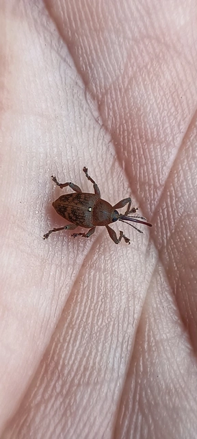 Curculio glandium - tölgymakkzsuzsóka