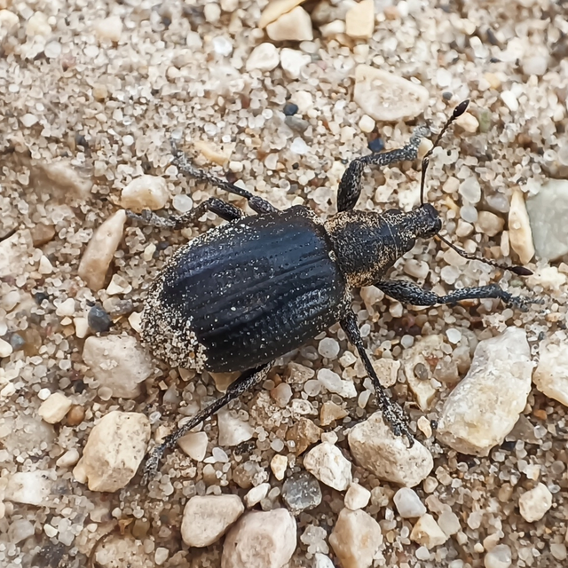 Liophloeus tessulatus - kockás barabolyormányos