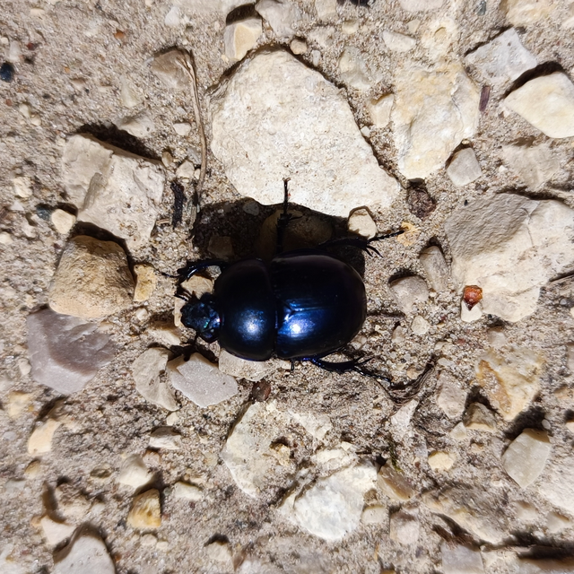 Trypocopris vernalis - tavaszi álganéjtúró