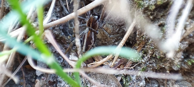 Pisaura mirabilis - csodáspók
