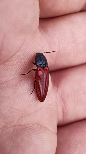 Ampedus