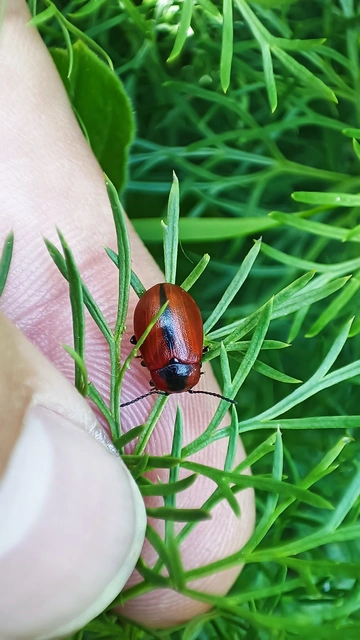 Entomoscelis dorsalis - hérics-honvédbogár